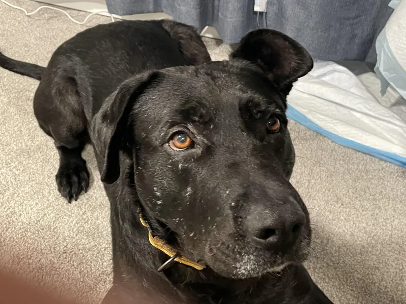 Brilliant Buddy thumbnail 2