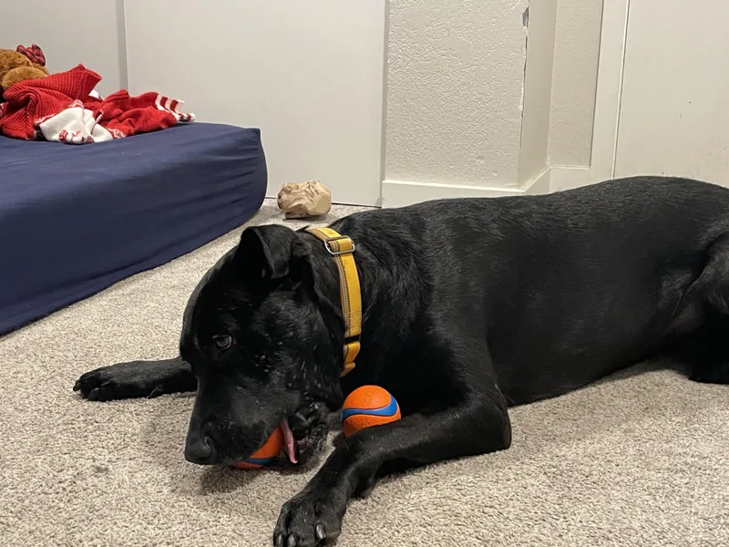 Brilliant Buddy thumbnail 3