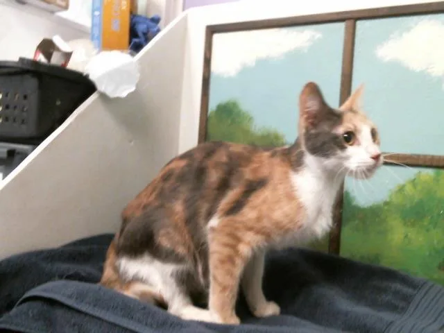 A young large-sized female Domestic Short Hair cat named A for adoption in Houston, TX