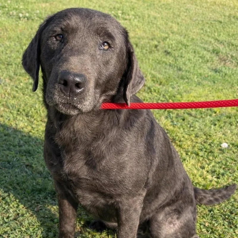 An adult large-sized female Brown / Chocolate Labrador Retriever dog named Collinstrem  Riley for adoption in Broomfield, CO