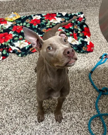 A young medium-sized female Mixed Breed dog named Rosie for adoption in Westland, MI