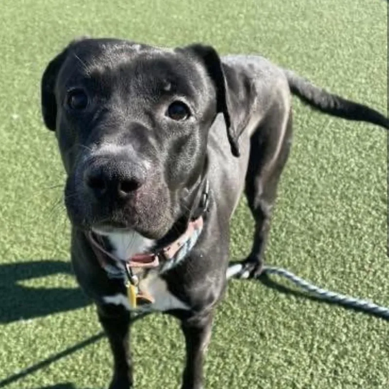 An adult medium-sized female Black Black Labrador Retriever dog named Pascha for adoption in Avon, OH