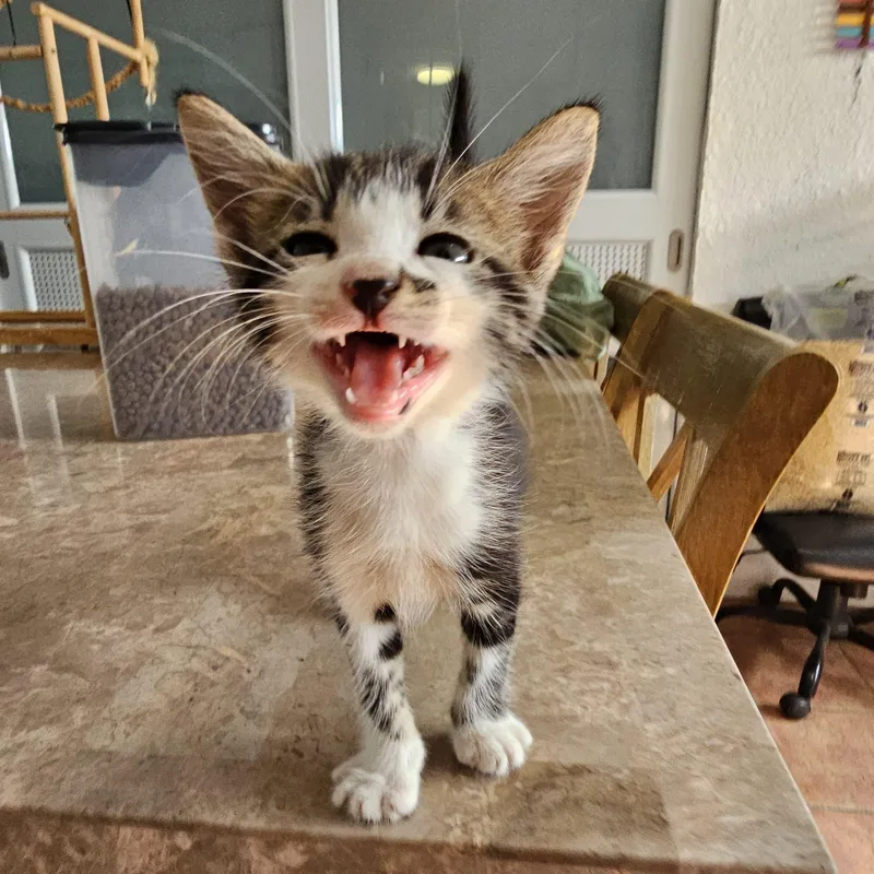 A baby medium-sized female Tabby (Gray / Blue / Silver) Ragdoll cat named Zafira for adoption in New York, NY