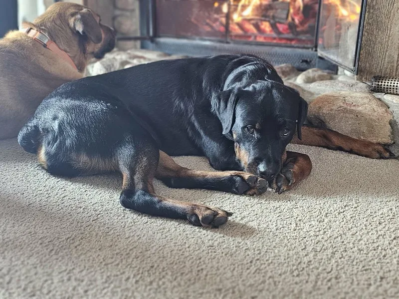 Josie Courtesy Cupid thumbnail 2