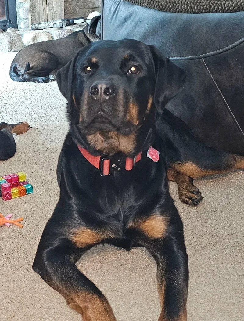 An adult large-sized female Black Rottweiler dog named Josie Courtesy Cupid for adoption in Milwaukee, WI