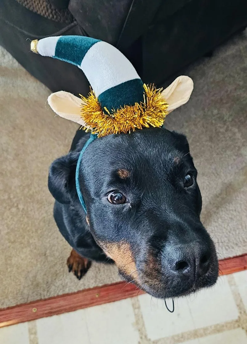 Josie Courtesy Cupid thumbnail 3