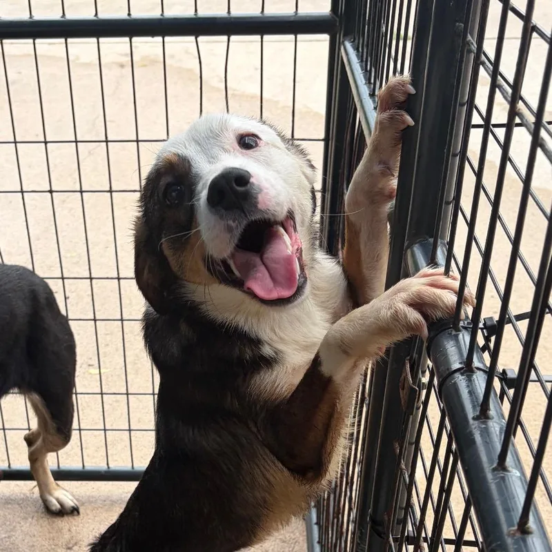A baby small-sized male Brown / Chocolate German Shepherd Dog dog named Mocha for adoption in Lake Jackson, TX