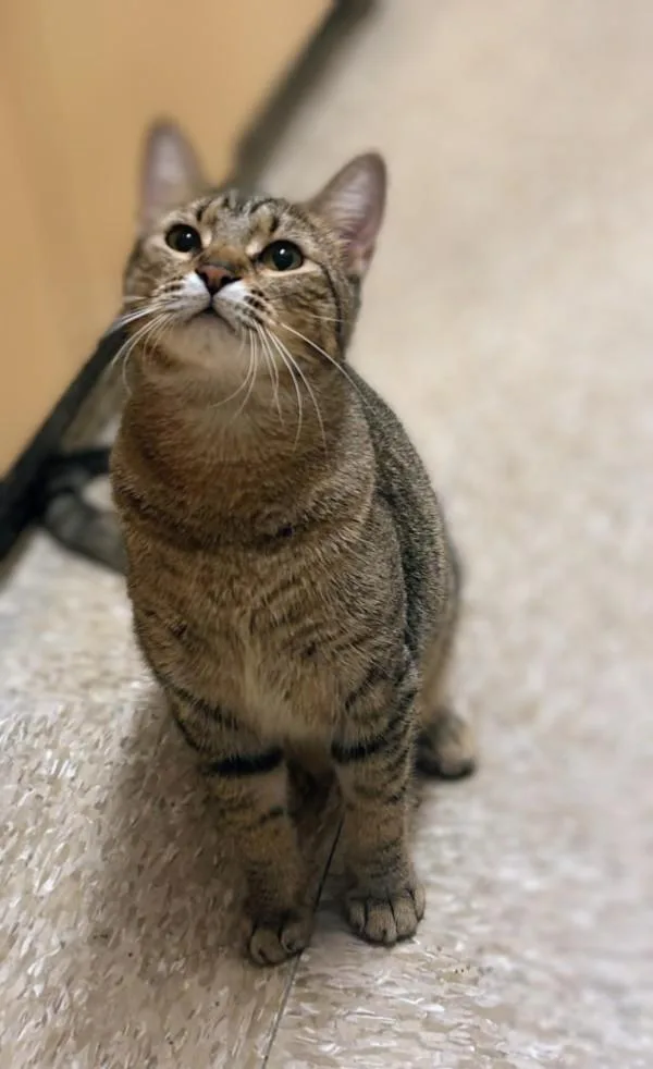 An adult medium-sized male Tabby (Buff / Tan / Fawn) Tabby cat named Bowie for adoption in Pearland, TX