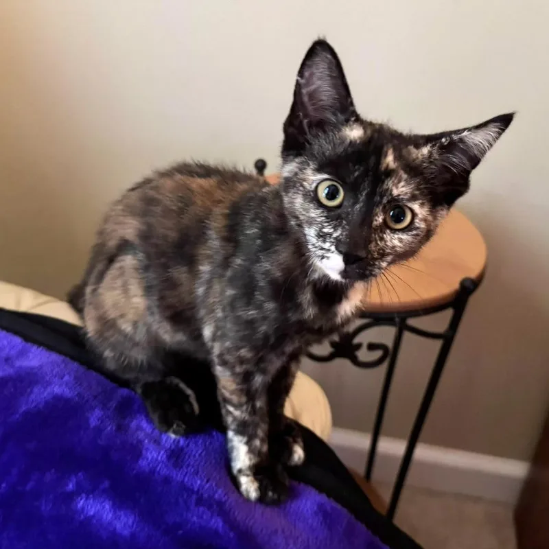 A baby small-sized female Tortoiseshell Domestic Short Hair cat named Maddie for adoption in Brownsboro, AL