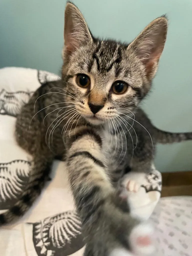 A baby small-sized female Domestic Short Hair cat named Chica for adoption in Westfield, NY
