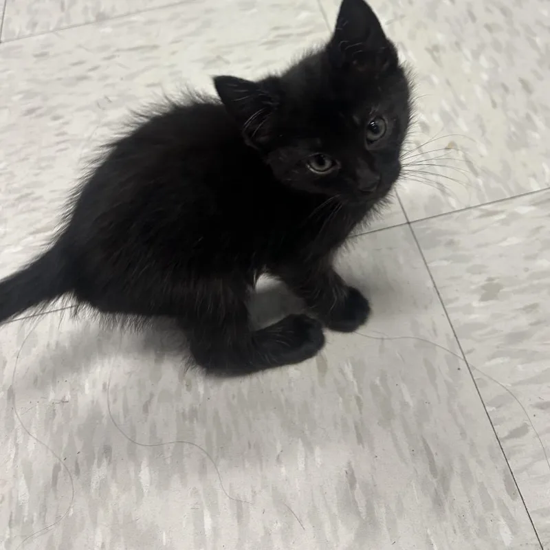 A baby small-sized female Domestic Short Hair cat named Emily for adoption in Binghamton, NY