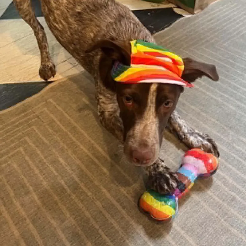 An adult medium-sized female Brown / Chocolate Mixed Breed dog named Zora  Holly for adoption in Rockville, MD