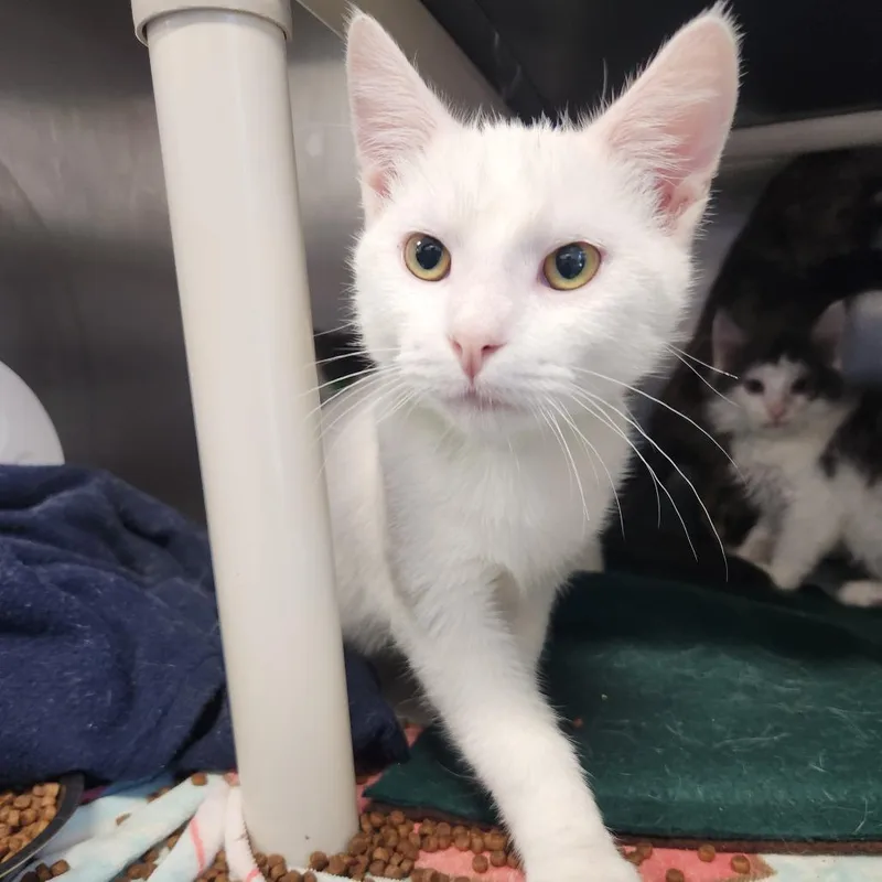 A baby medium-sized male White Domestic Short Hair cat named Fury for adoption in Fort Wayne, IN