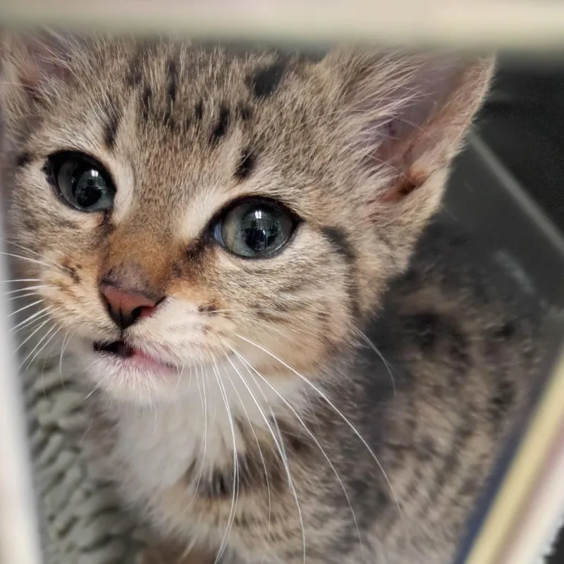 A baby small-sized male Gray / Blue / Silver Domestic Short Hair cat named Freeway for adoption in Valley, AL