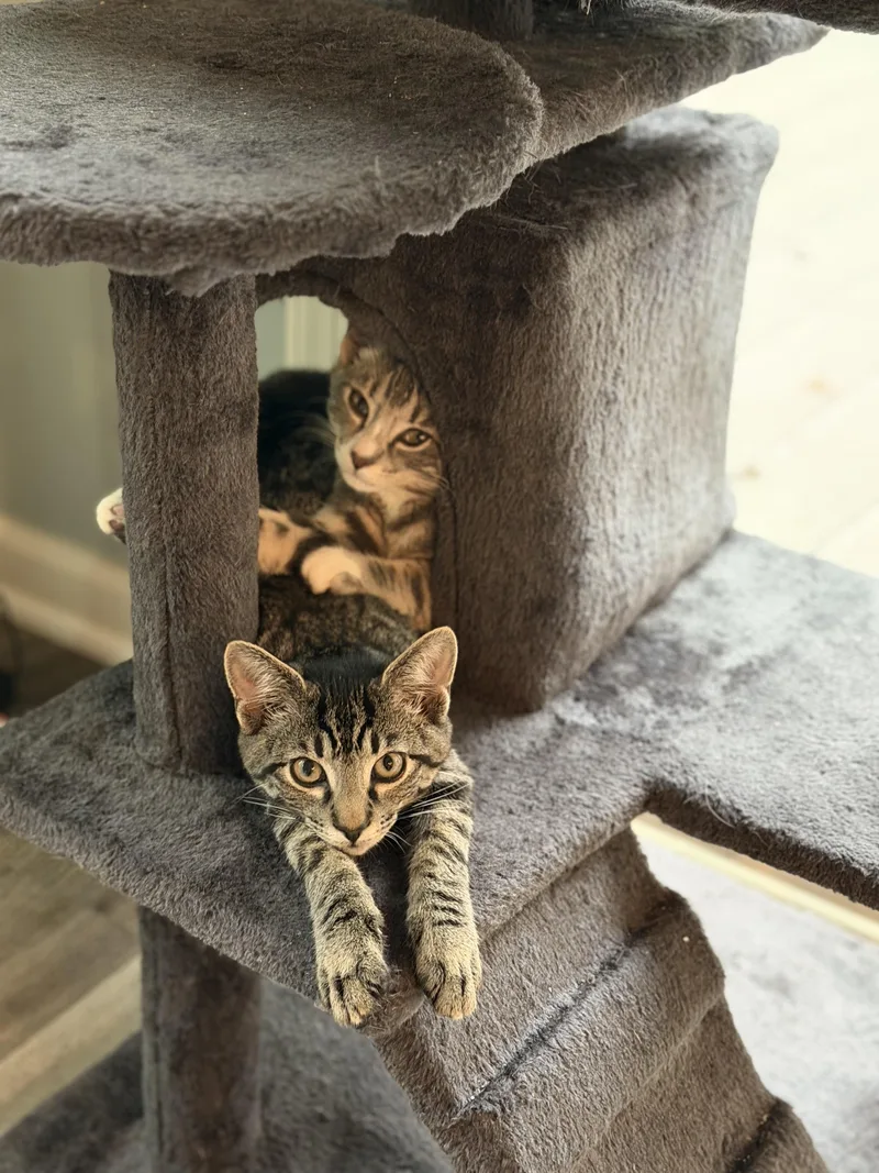 A baby small-sized male Tabby (Brown / Chocolate) Domestic Short Hair cat named Snapper MONTHSREADY TO FETCH for adoption in Bristow, VA