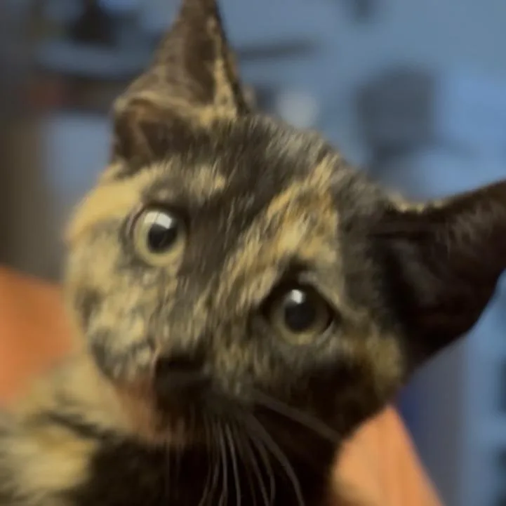 A baby small-sized female Tortoiseshell Domestic Short Hair cat named Emily for adoption in Midland, TX