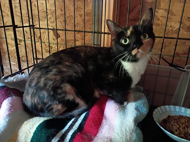 An adult small-sized female Calico cat named Autumn for adoption in LIberty, NY