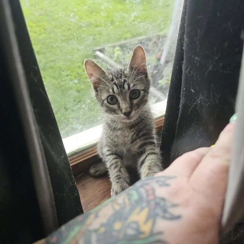 A baby medium-sized male Brown / Chocolate Domestic Short Hair cat named Loak for adoption in Edwardsville, IL