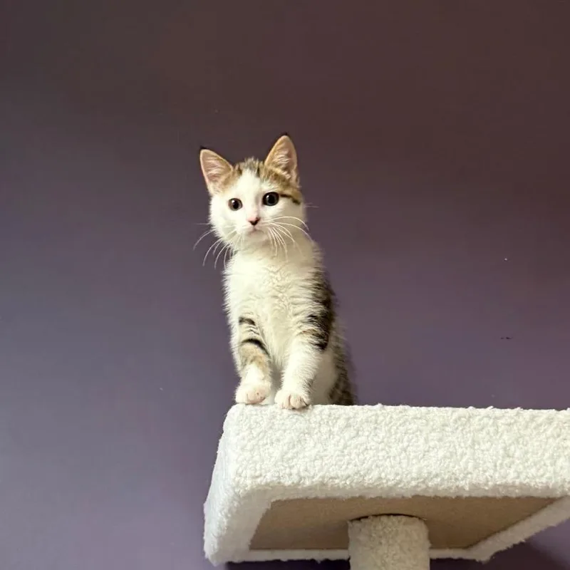 A baby small-sized female White Domestic Short Hair cat named Pip for adoption in Gibsonia, PA