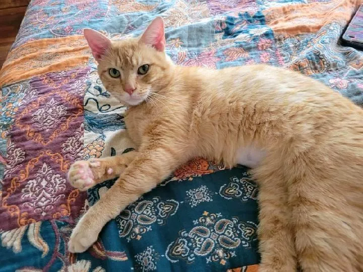A young medium-sized male Tabby (Orange / Red) Tabby cat named Garfield for adoption in Waynesboro, VA