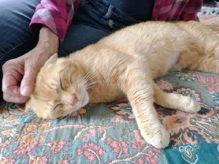 Garfield thumbnail 2