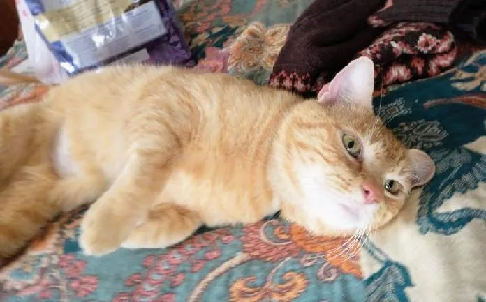 Garfield thumbnail 3