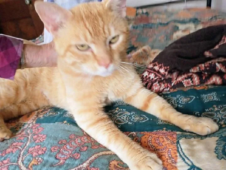 Garfield thumbnail 4