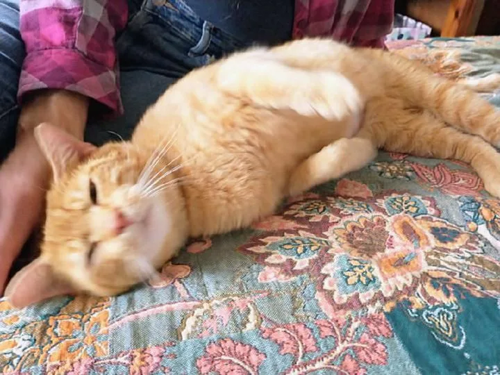 Garfield thumbnail 5