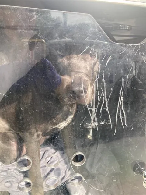 A young medium-sized male Pit Bull Terrier dog named Bruno for adoption in Dallas, TX