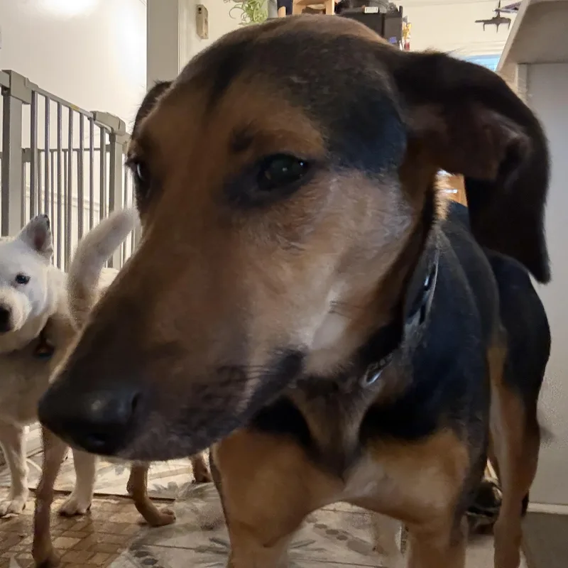 A young medium-sized female Treeing Walker Coonhound dog named Laia for adoption in Folkston, GA