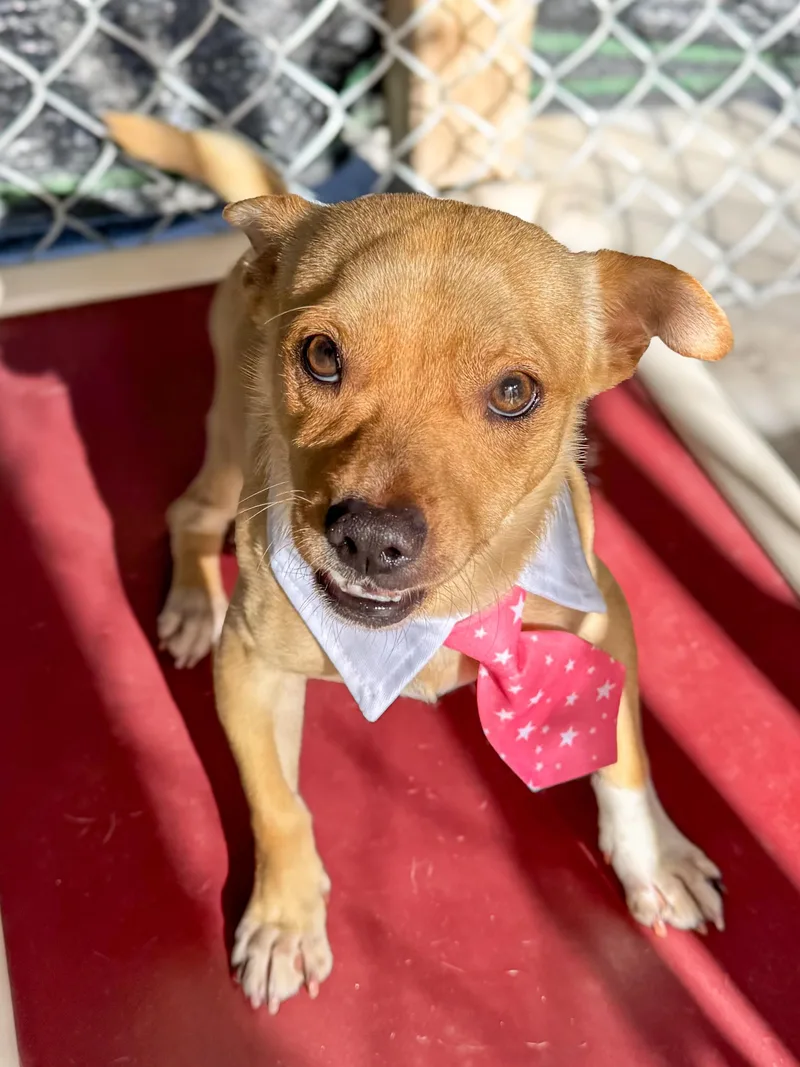 An adult small-sized male Yellow / Tan / Blond / Fawn Pug dog named Daniel for adoption in Fresno, CA