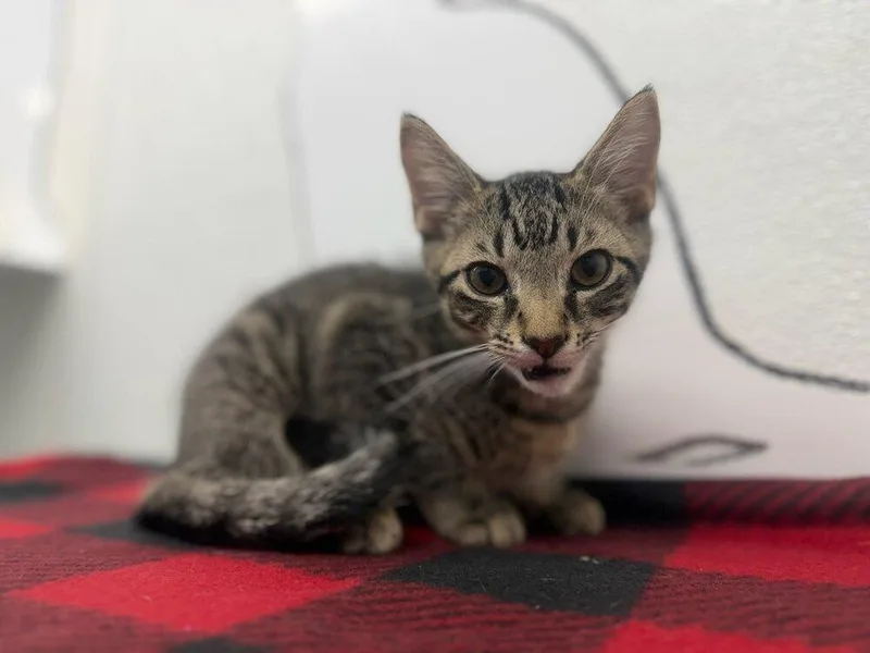 A young small-sized male Tabby (Brown / Chocolate) Domestic Short Hair cat named Anubis for adoption in Evansville, IN