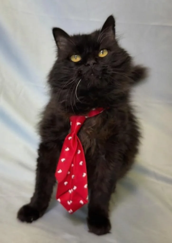 A senior medium-sized male Black Domestic Long Hair cat named Cereal for adoption in Columbus, NE