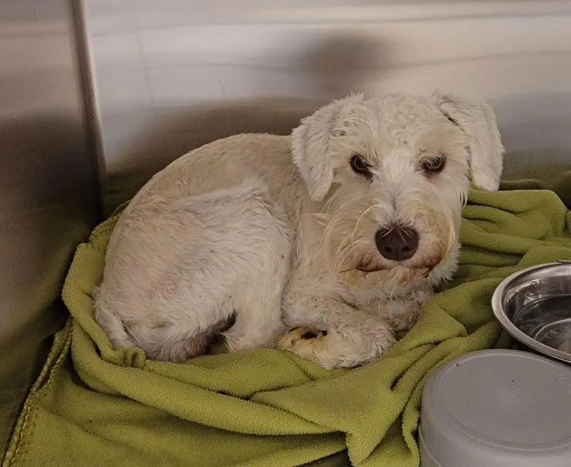 An adult small-sized female White / Cream Miniature Schnauzer dog named Dawn for adoption in Van Alstyne, TX