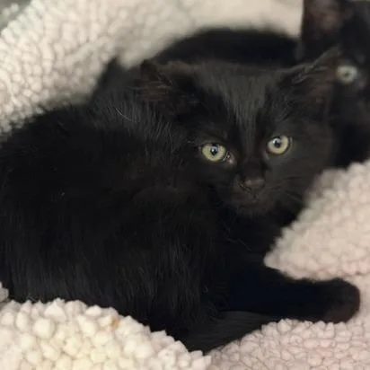 A young small-sized female Domestic Short Hair cat named Baby Face for adoption in Cumming, GA