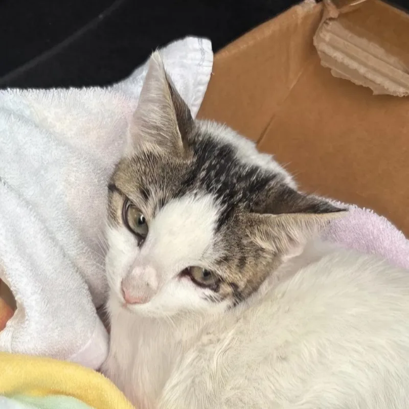 A young small-sized female White Domestic Short Hair cat named Hope for adoption in Bronson, FL