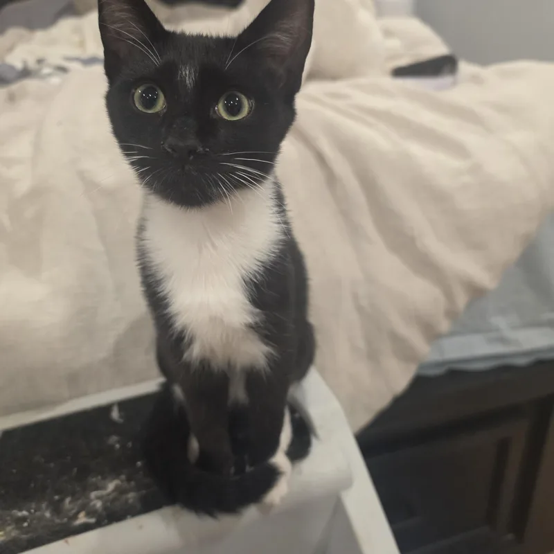 A baby small-sized male Tuxedo cat named Alvin for adoption in Lawrenceville, GA