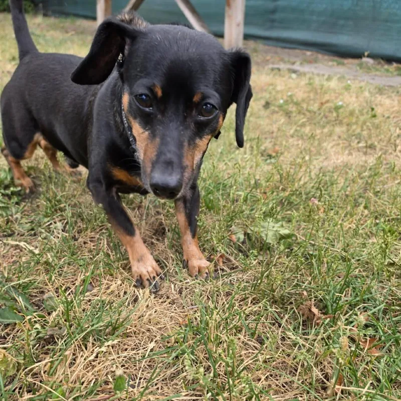 A senior small-sized male Black Dachshund dog named Taz for adoption in Spokane, WA