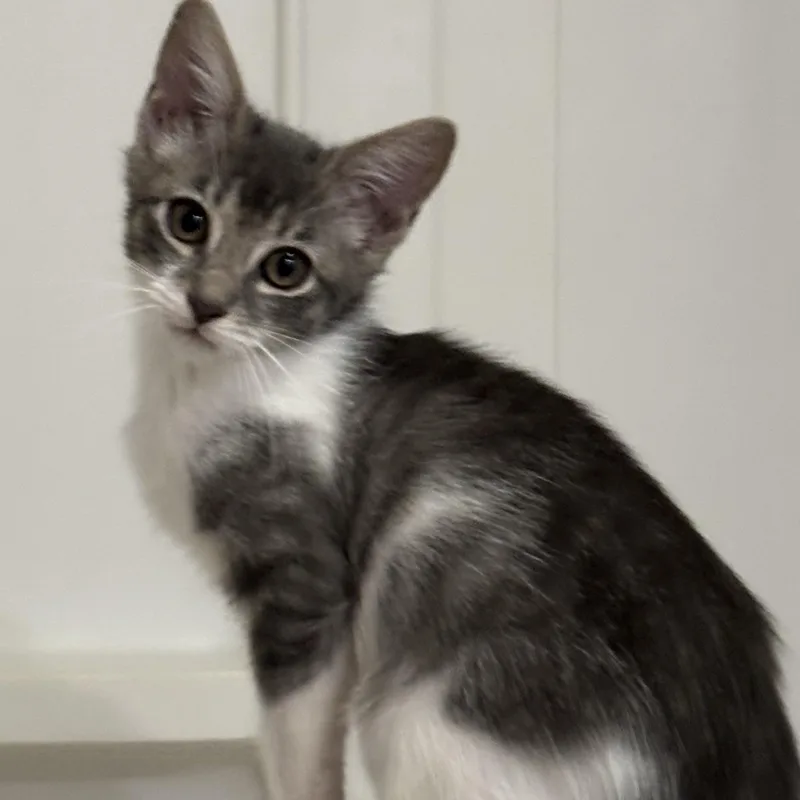 A baby small-sized male Domestic Medium Hair cat named Gary Maloney for adoption in Morrison, CO
