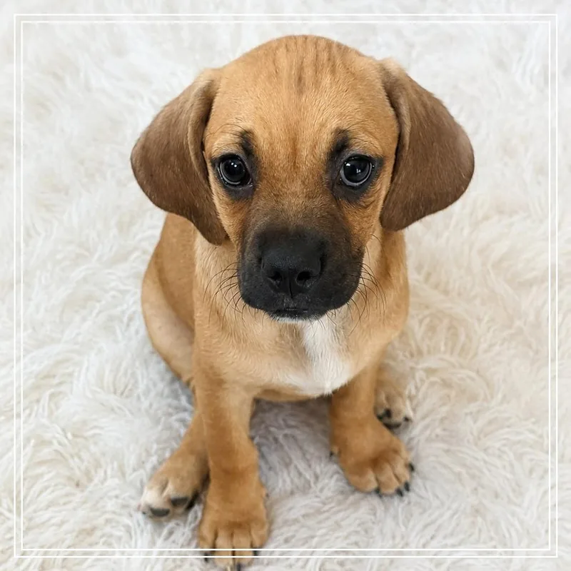 A baby medium-sized female Yellow / Tan / Blond / Fawn Basset Hound dog named Eleanor for adoption in Chandler, AZ