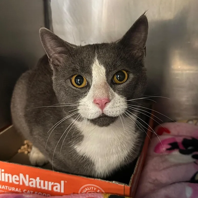 An adult large-sized male Gray / Blue / Silver Domestic Short Hair cat named Frank for adoption in Troy, VA