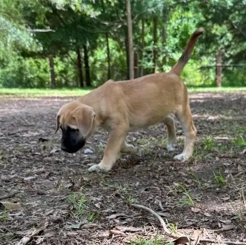 Chili