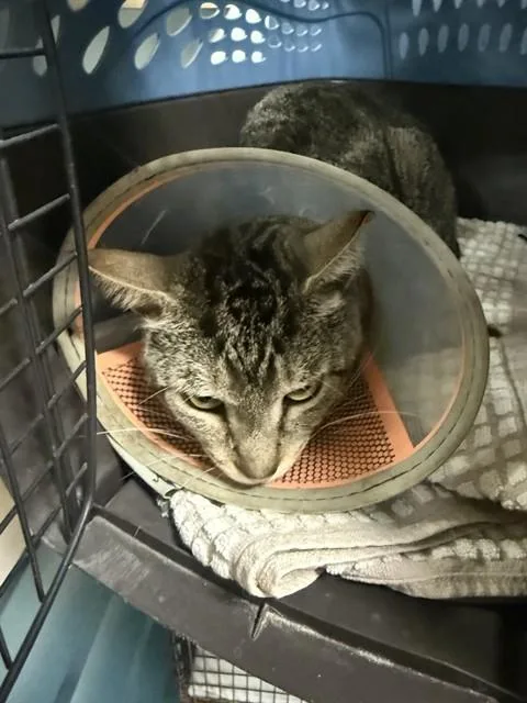 A young small-sized male Domestic Short Hair cat named Hopper for adoption in Miami, FL