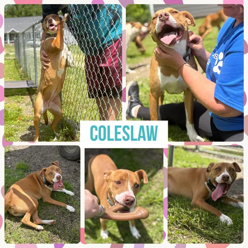 A young medium-sized female Pit Bull Terrier dog named Cole Slaw for adoption in Huntington, WV