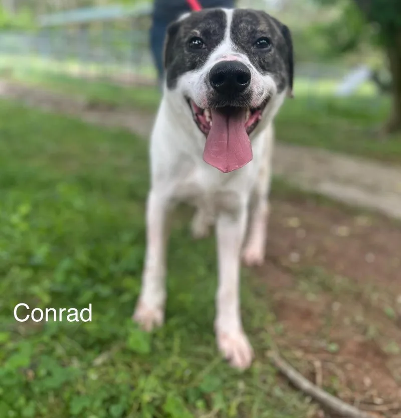 Conrad