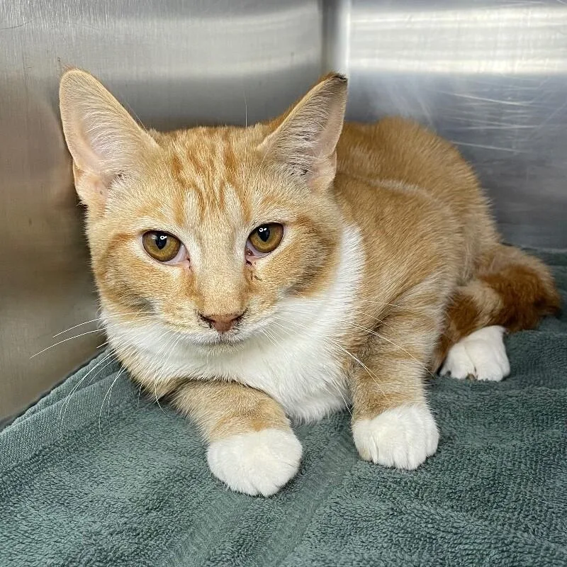 A young medium-sized male Domestic Short Hair cat named Gusher for adoption in Roanoke, VA