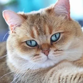 An adult large-sized male Buff / Tan / Fawn Domestic Short Hair cat named Bailey for adoption in Hudson, NY