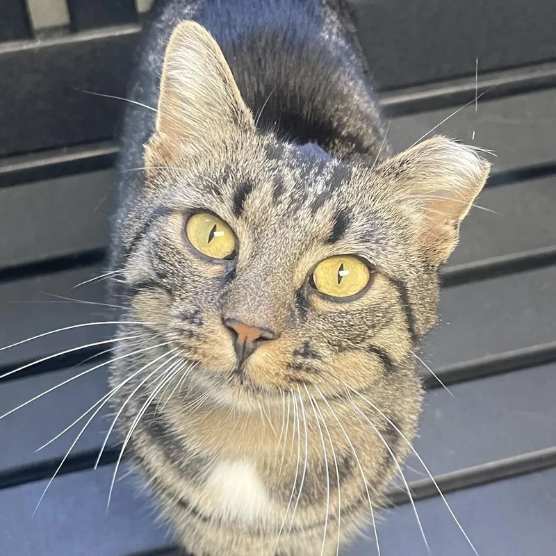 A young large-sized female Tabby (Buff / Tan / Fawn) Domestic Short Hair cat named Giselle for adoption in New Philadelphia, OH