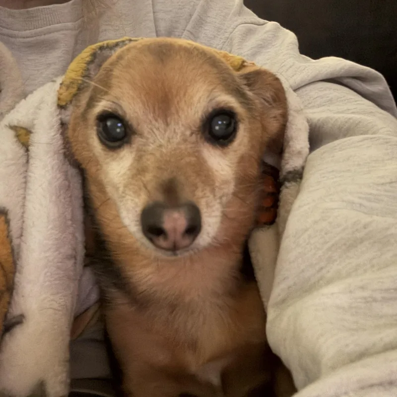 A senior small-sized female Chihuahua dog named Sadie for adoption in Byron, IL