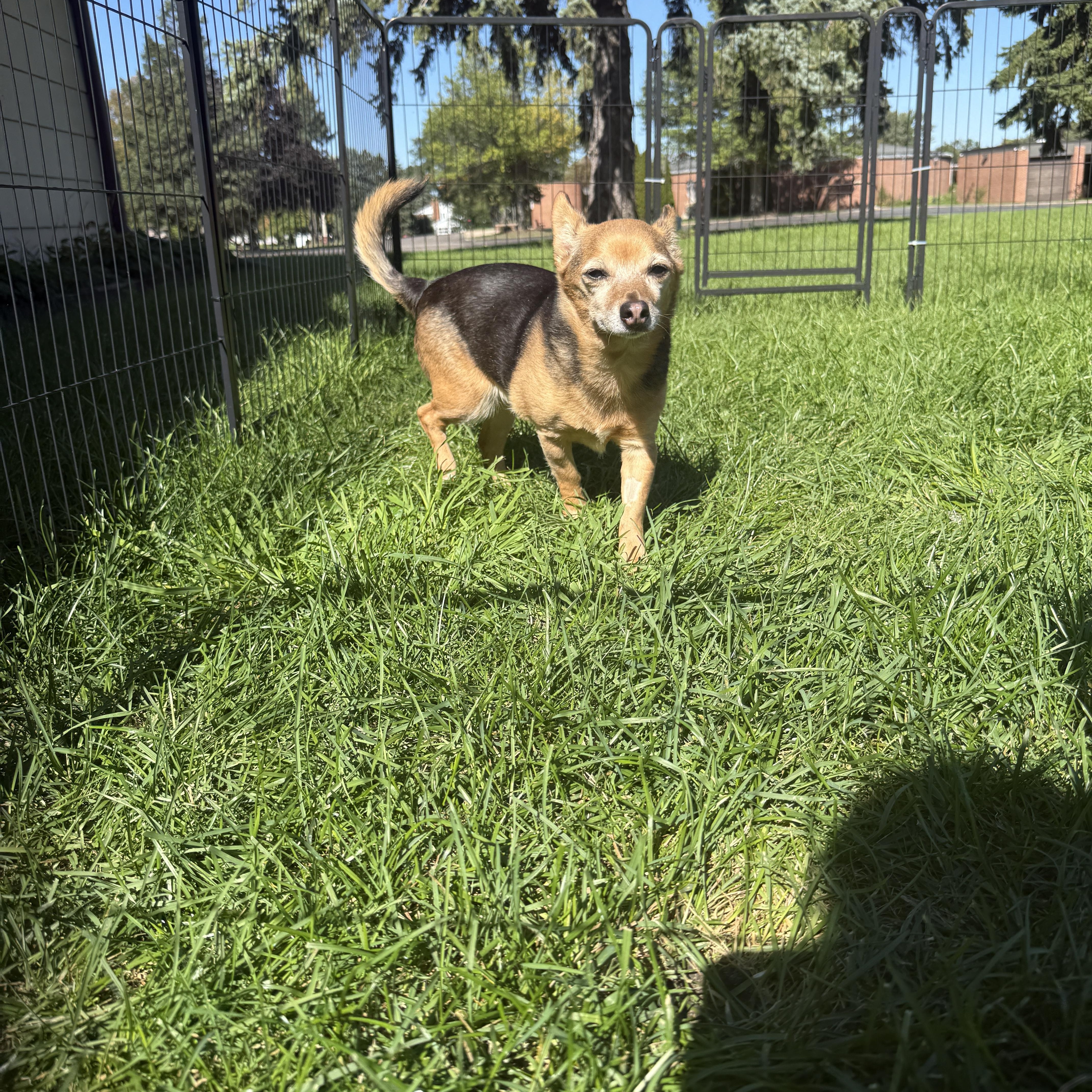 Sadie thumbnail 2